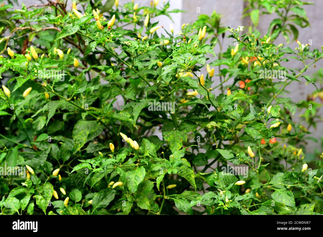 Mazzo di piccole chille appena cresciute dal giardino della casa Foto Stock