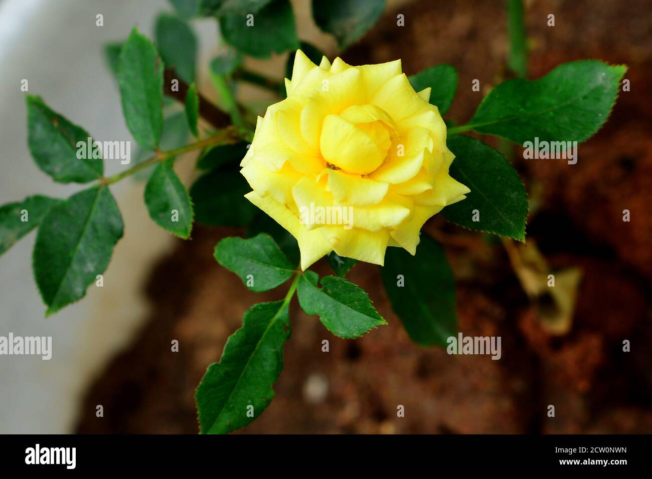 Una rosa di colore giallo si è arrossata dopo una giornata piovosa un verde di contrasto lascia lo sfondo Foto Stock