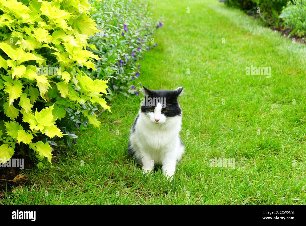 Un gatto tabby bianco e nero in piedi in un giardino Foto Stock