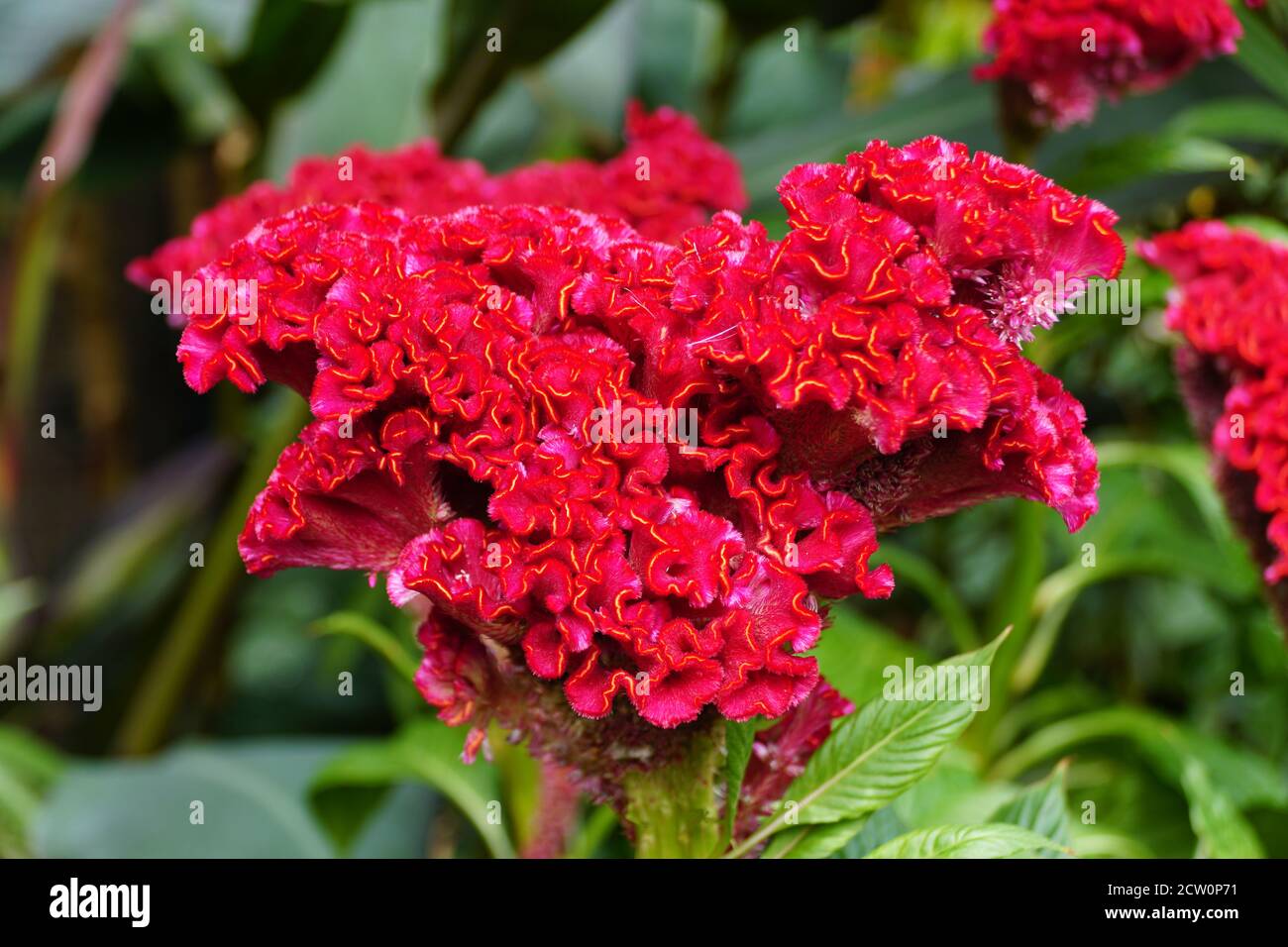 Bel colore rosso scuro del fiore di Cockscomb 'Bombay Fire' Foto Stock