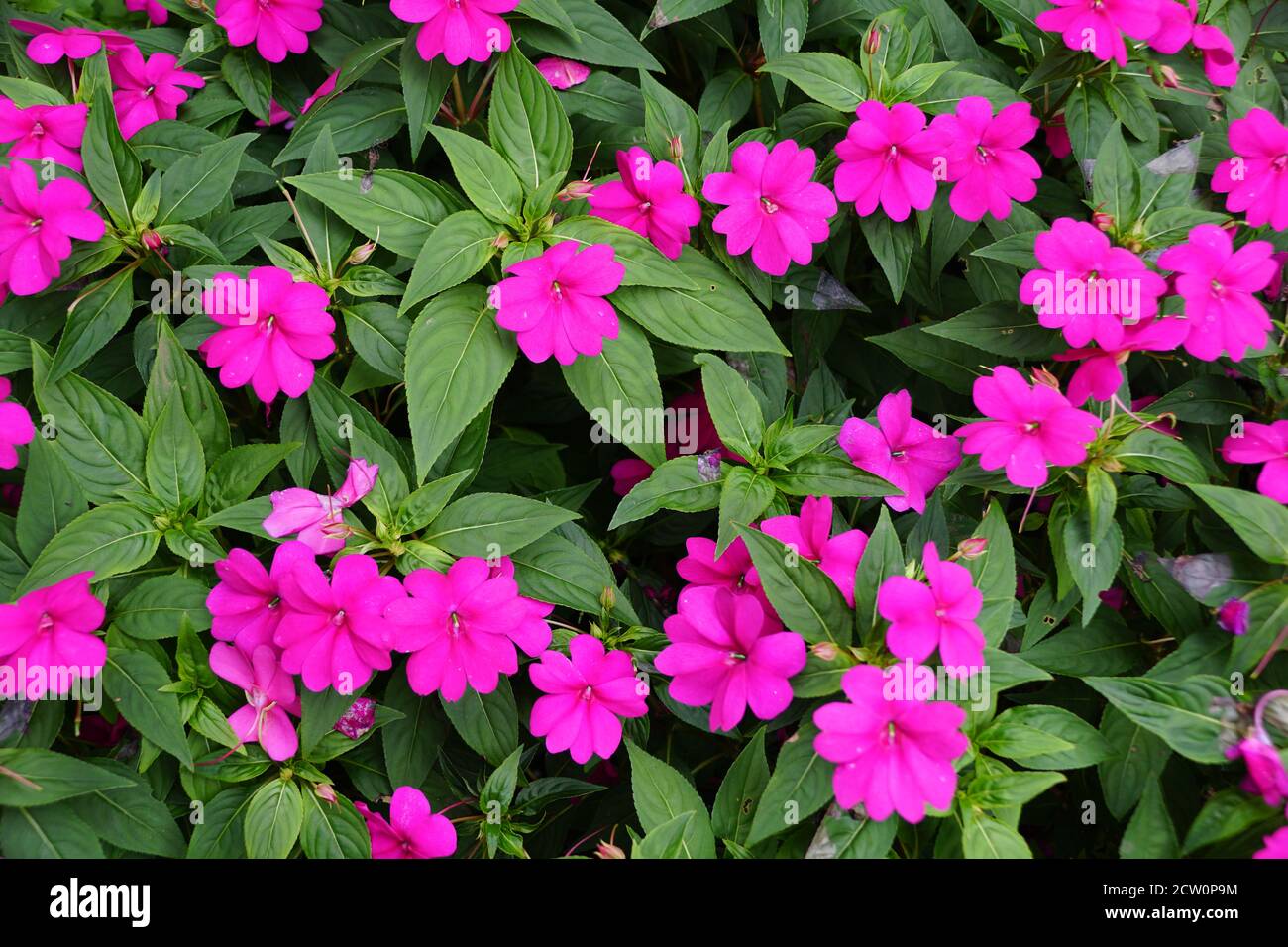 Bella diffusione di fiori viola Nuova Guinea Impatiens Foto Stock