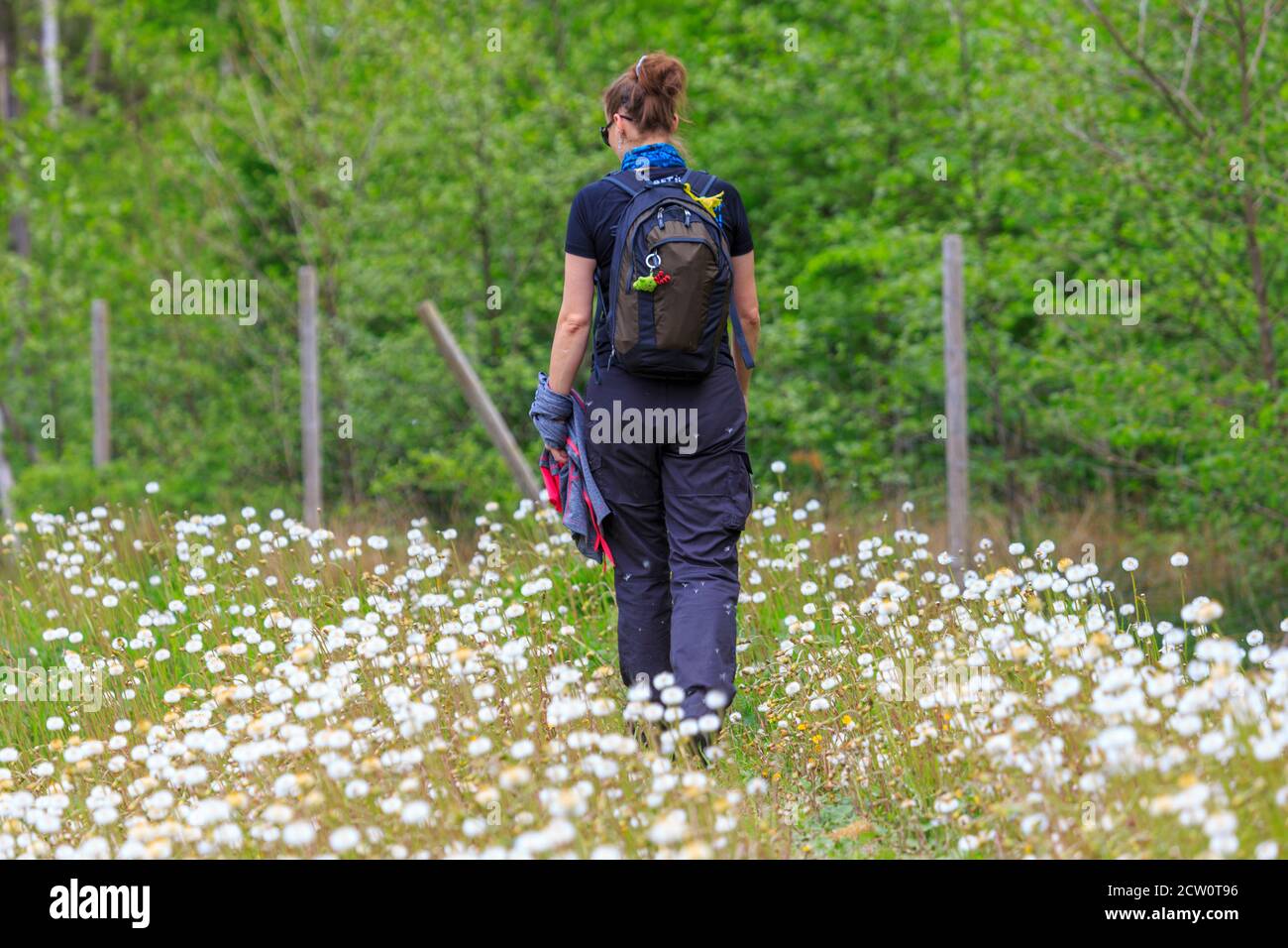 Donna singola è trekking attraverso fiori bianchi, Turingia, Germania Foto Stock