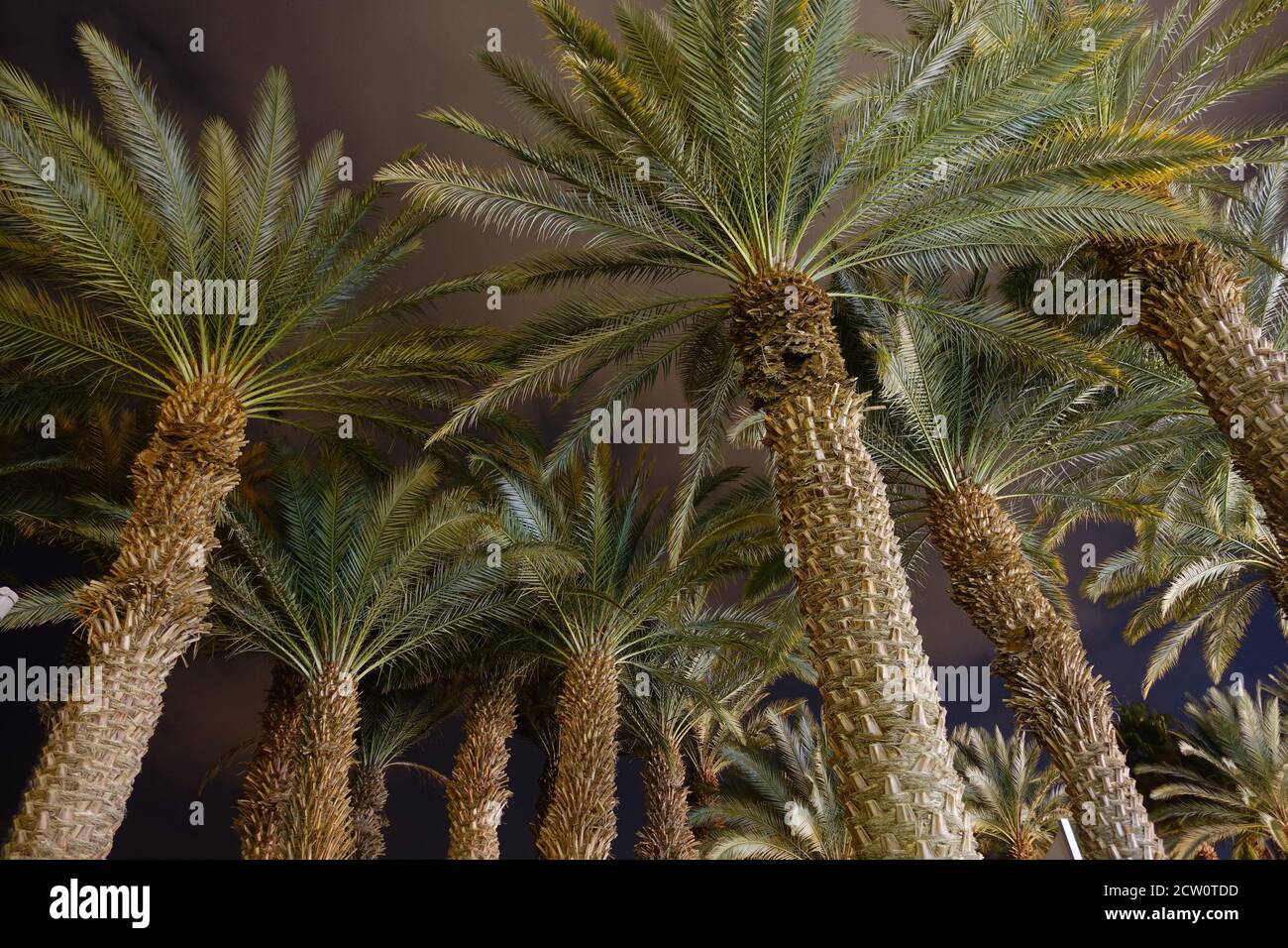 Palme di notte carta da parati, Eilat, Israele Foto Stock