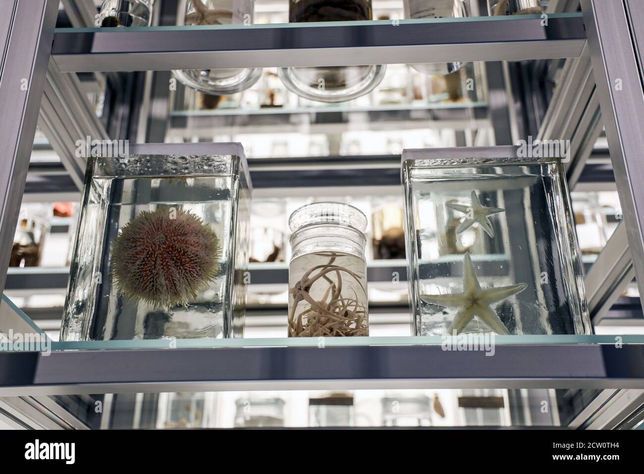 Un posto per tutto, come le creature marine in vasi di conservazione che è il Box. L'ex biblioteca centrale e galleria d'arte è stata ampliata e. Foto Stock