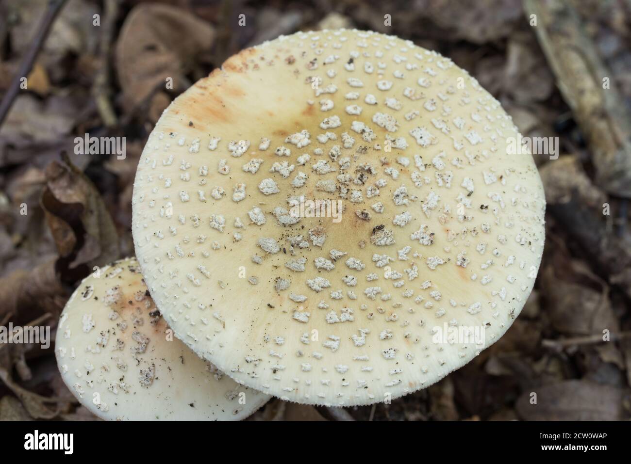 Funghi Amanita nel fuoco selettivo di closeup della foresta Foto Stock