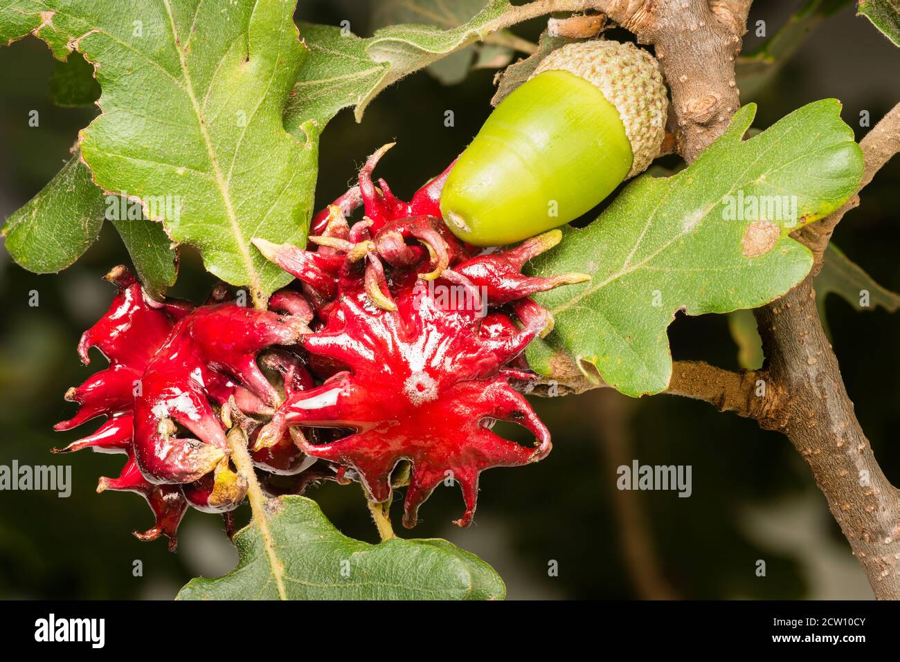 Sfere rosse sviluppate da una larva di vespa per la protezione sulle foglie di quercia. Foto Stock