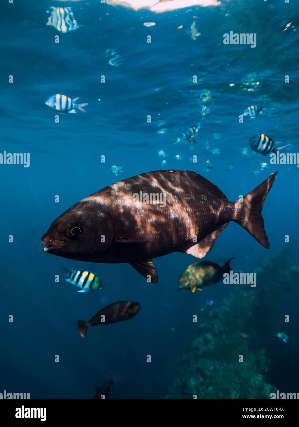 Scuola di pesce tropicale nell'oceano blu. Mondo sottomarino con pesci Foto  stock - Alamy