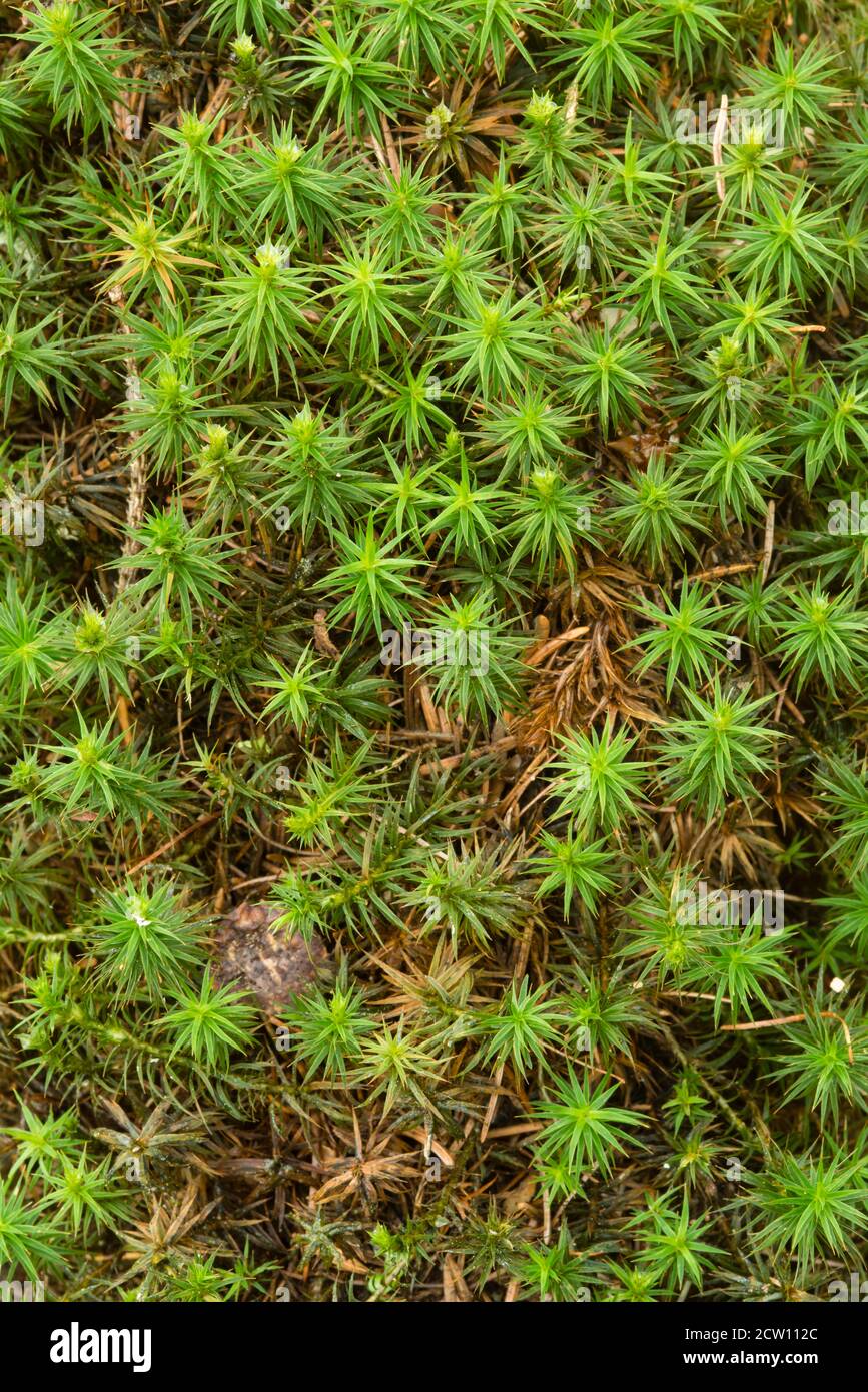 Primo piano di una sottobosco verde di una foresta di abeti in Italia. Foto Stock