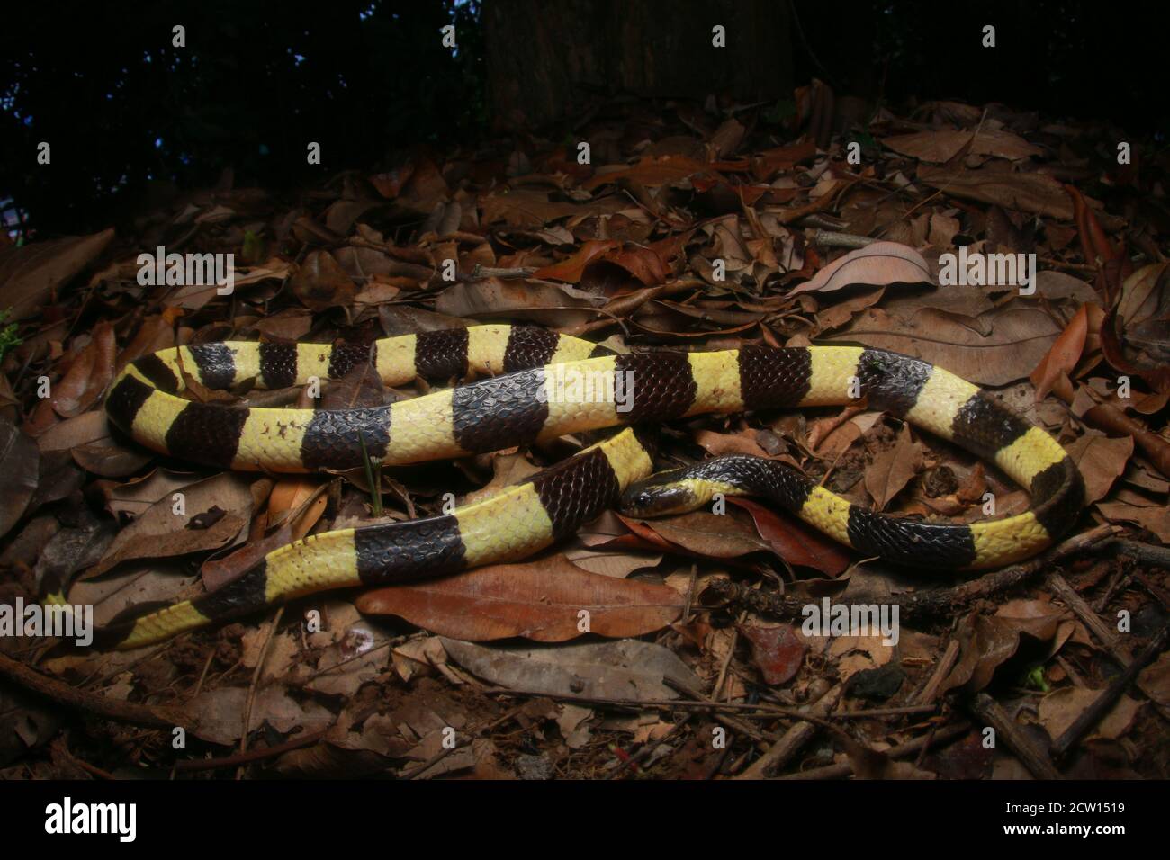 Bungarus fasciatus è un serpente velenoso proveniente dal Sud-Est asiatico. Essi sono normalmente trovati in palma di olio di palma. Foto Stock
