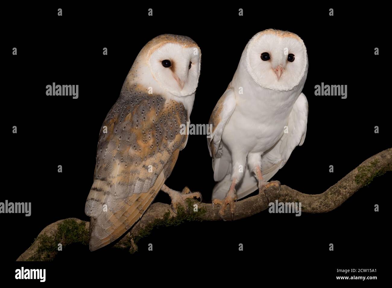 Ritratto notturno di Barn OWL maschio e femmina (Typto alba) Foto Stock