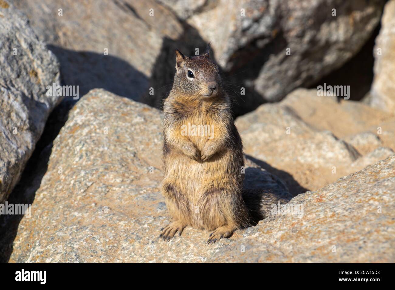 Uno scoiattolo da 17 Mile Drive Monterey, California. Vista ravvicinata di uno scoiattolo. Profondità di campo poco profonda. Foto di viaggio per la rivista di viaggi. Bird Rock, Foto Stock