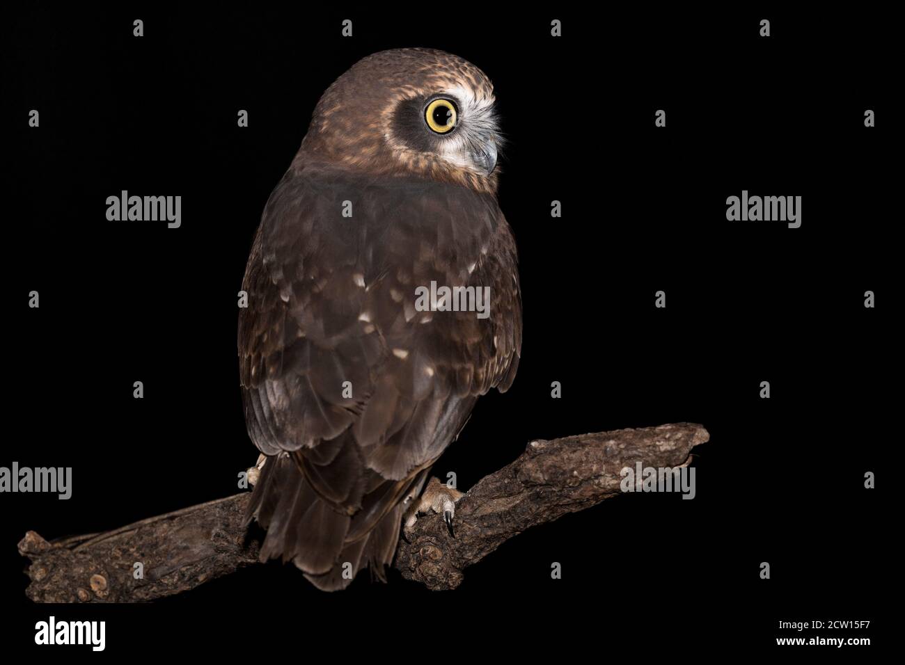 Il Morepork al buio (Ninox novaeseelandiae) Foto Stock