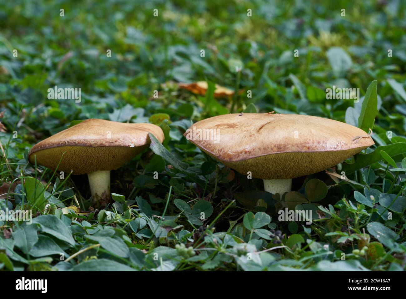 Fungo commestibile Suillus collinitus su un prato di montagna falciato. Due funghi selvatici che crescono nell'erba. Foto Stock