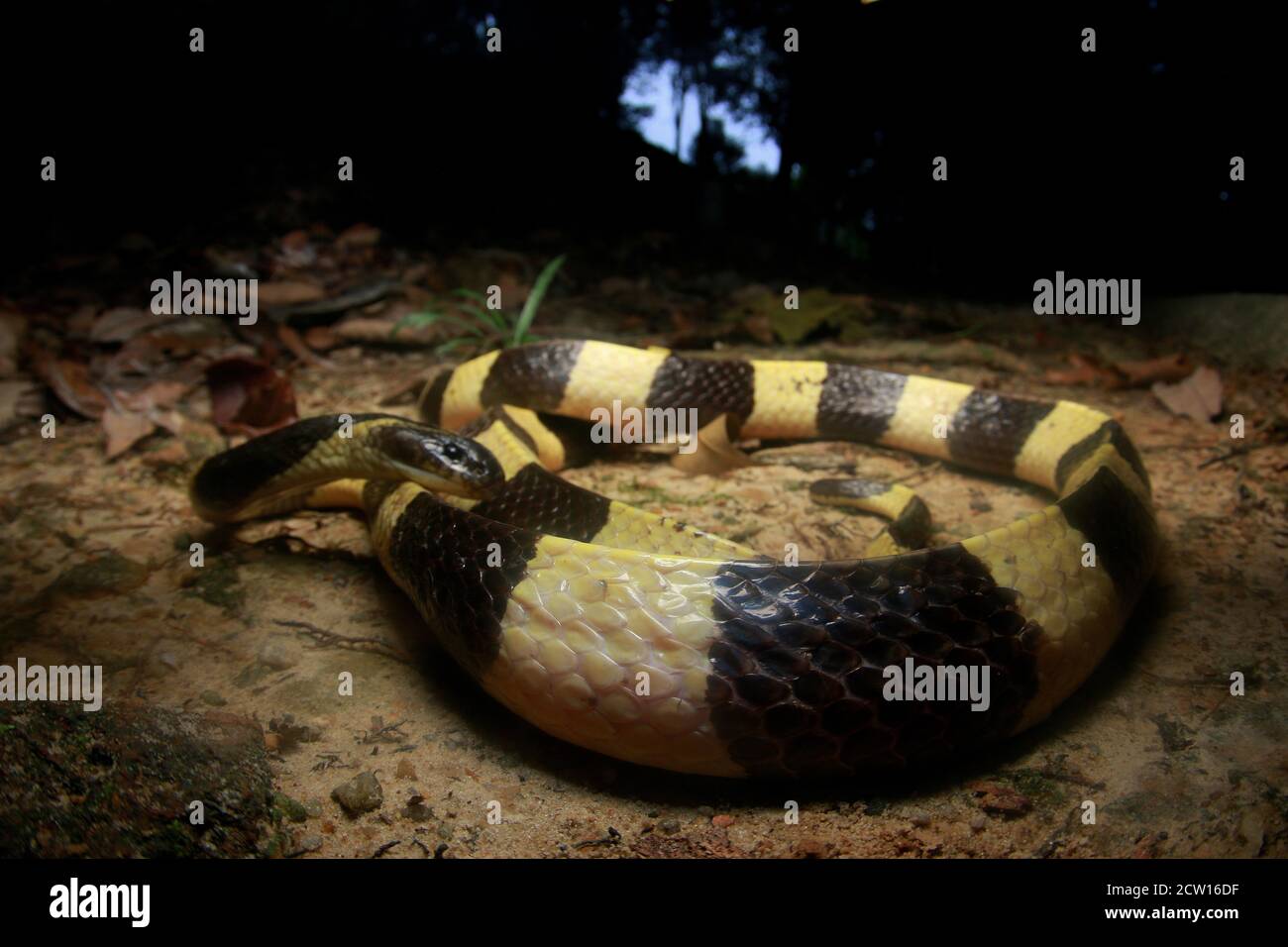 Bungarus fasciatus è un serpente velenoso proveniente dal Sud-Est asiatico. Essi sono normalmente trovati in palma di olio di palma. Foto Stock