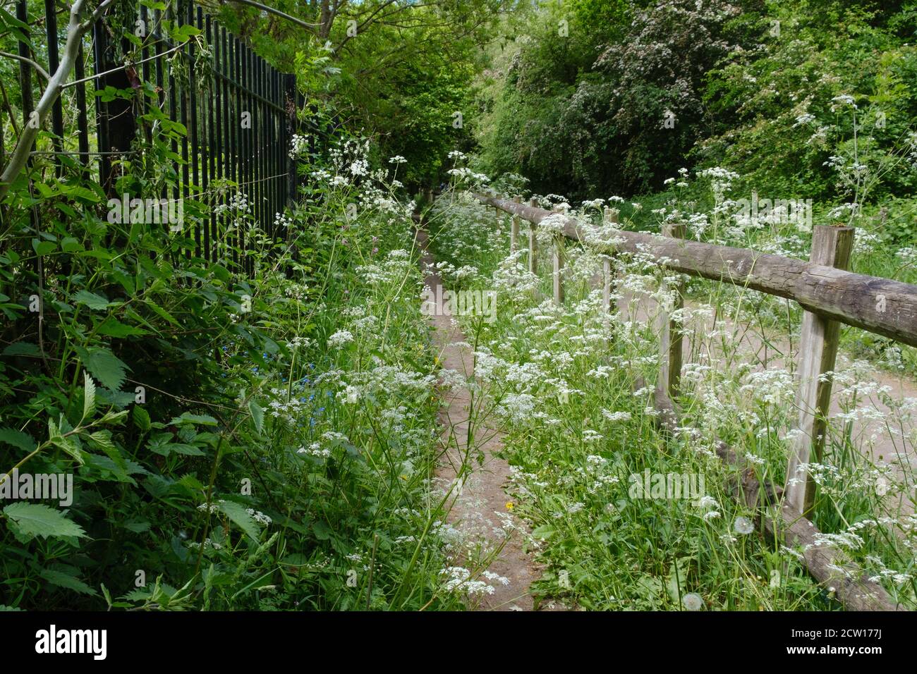Sentiero sterrato con lunghe erbe, fogliame e fiori bianchi su entrambi i lati, accanto ad una recinzione bassa e recinzione in metallo sulla sinistra. Riserva naturale di Ruislip Woods. Foto Stock