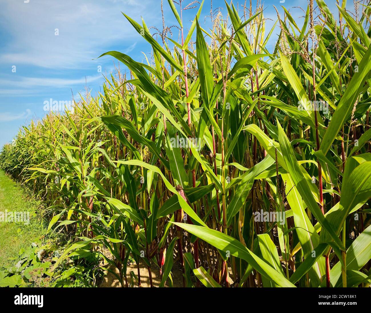Campo di mais verde a fine estate Foto Stock