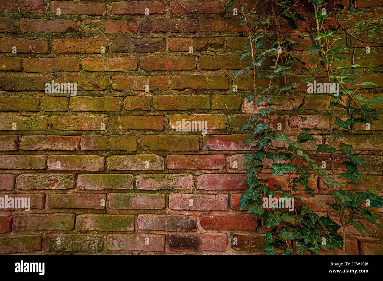 Vecchio muro di mattoni intemperie e usurato con viti di edera, Philadelphia, Stati Uniti Foto Stock