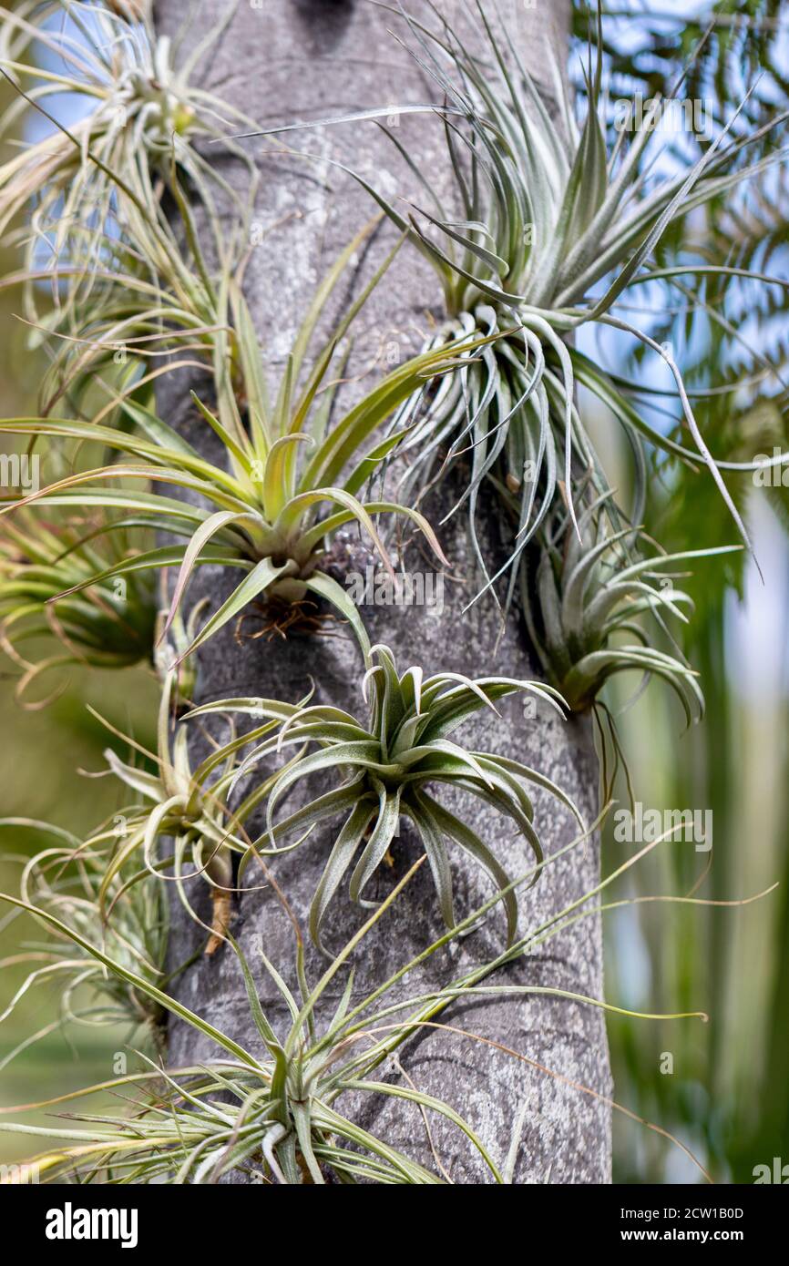 Piante d'aria immagini e fotografie stock ad alta risoluzione - Alamy