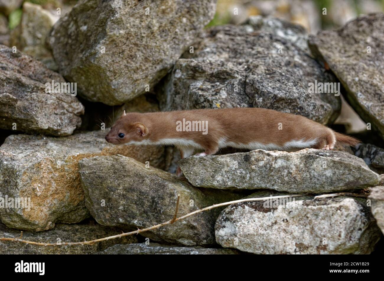 Weasel (Mustela nivalis) Jvenile caccia in pietra a secco muro. Foto Stock