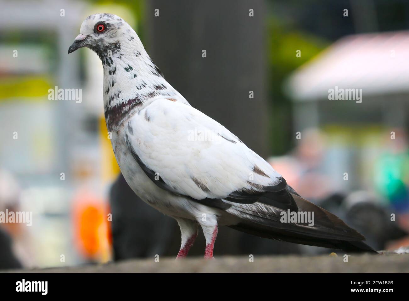 Piccione di roccia bianca, columba livia in vista laterale in attesa sul terreno di fronte a uno sfondo urbano sfocato Foto Stock