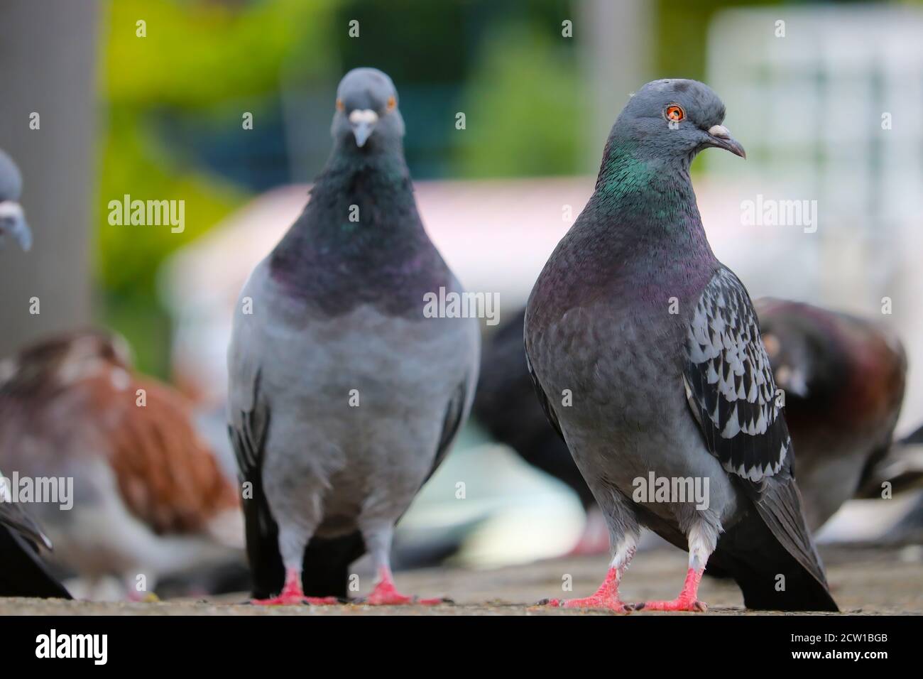 Gruppo di piccioni di roccia adulti, columba livia seduto a terra di fronte a un paesaggio urbano sfocato a Berlino Foto Stock