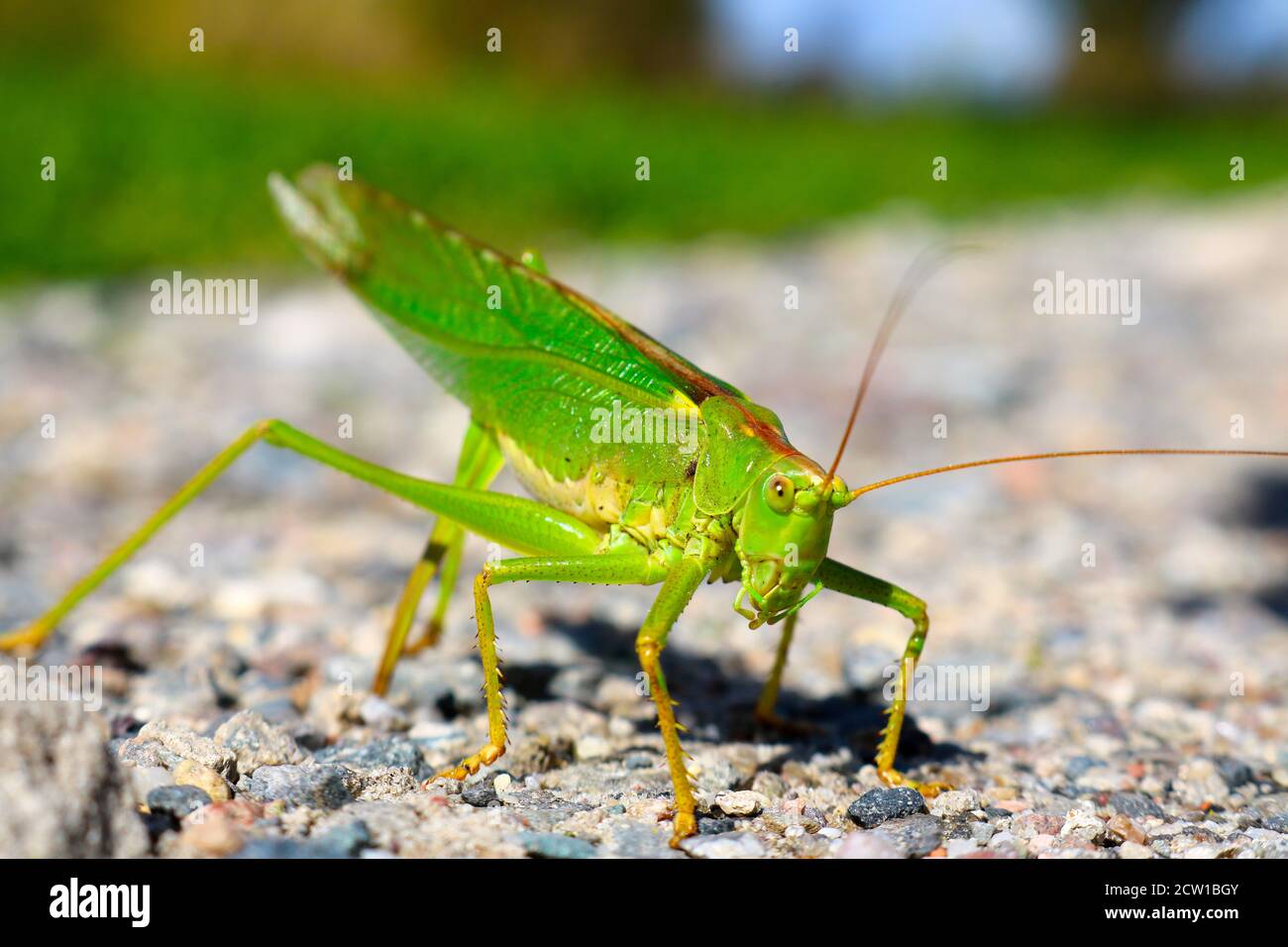 Maschio grande verde cespuglio-cricket, tettigonia viridissima seduta su terreno sabbioso Foto Stock