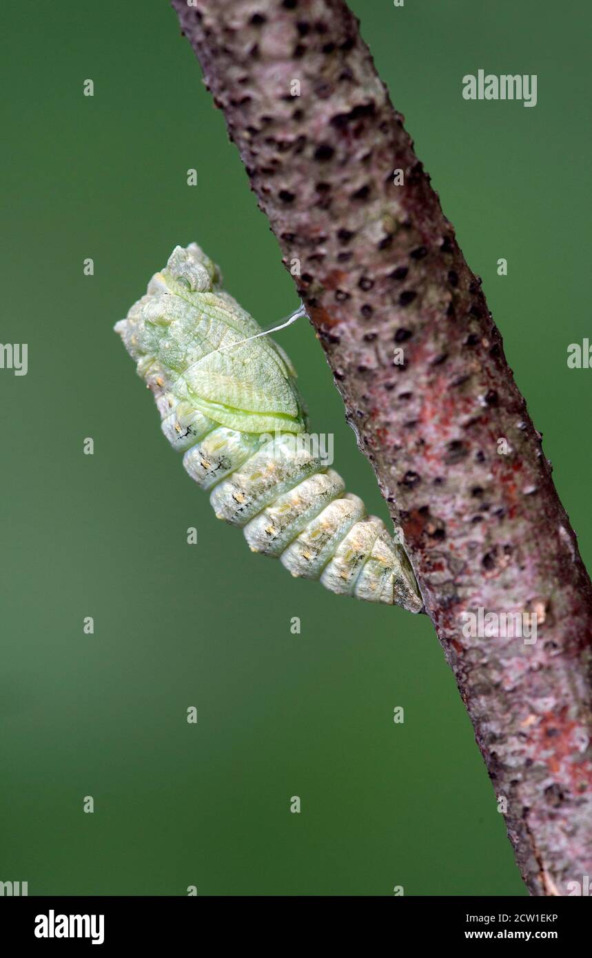 Pupating di un vecchio bruco della coda di palma (Papilio machaon), Svizzera Foto Stock