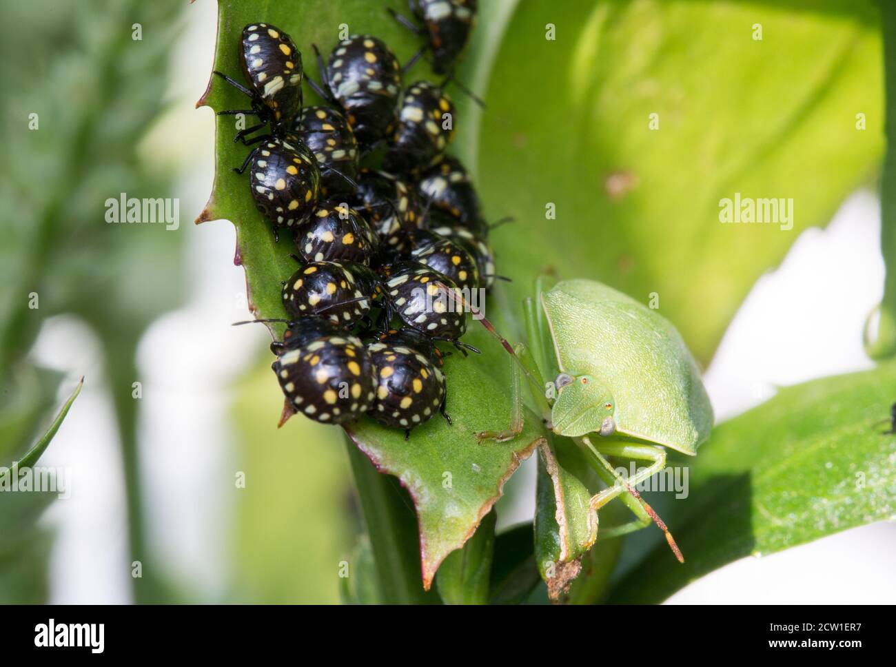 Southern Green Shield Bug accanto a un gruppo di 3 bambini Instar Nymph. Questo è anche noto come un bug di inchiostro. Viene selezionata la messa a fuoco sull'occhio del bug dello scudo per adulti Foto Stock