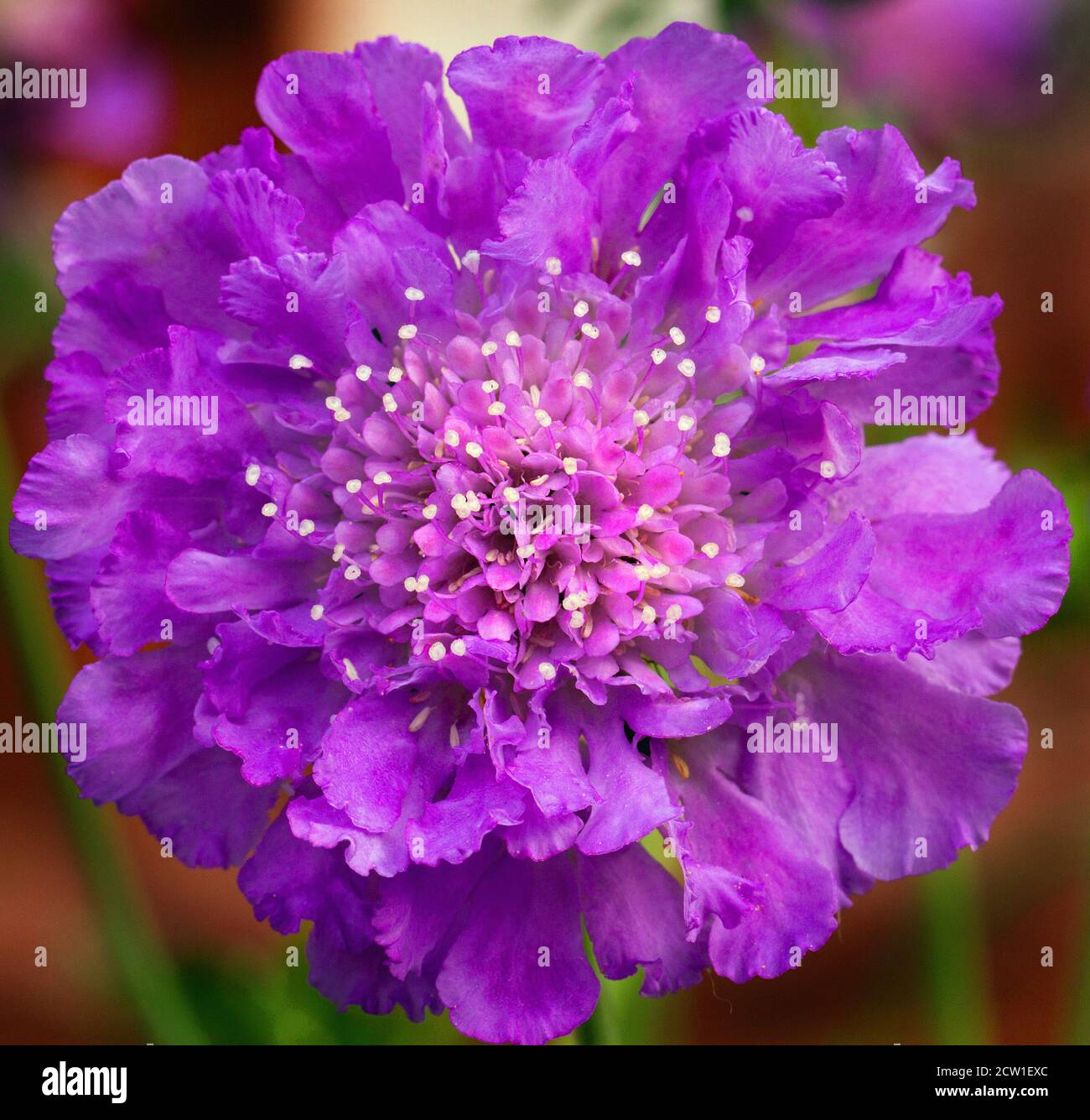 Primo piano di un singolo fiore viola Scabious abbastanza pieno incorniciato con un grappolo di piccoli petali e di stamen che è favorevole alle api e agli insetti. Foto Stock