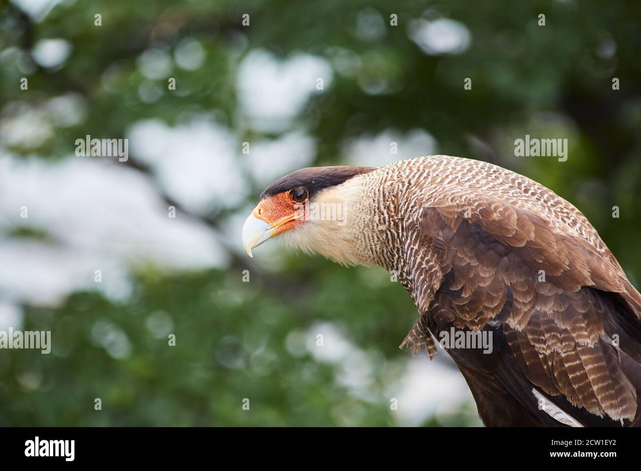 caracara uccello di preda in patagonia cile Foto Stock