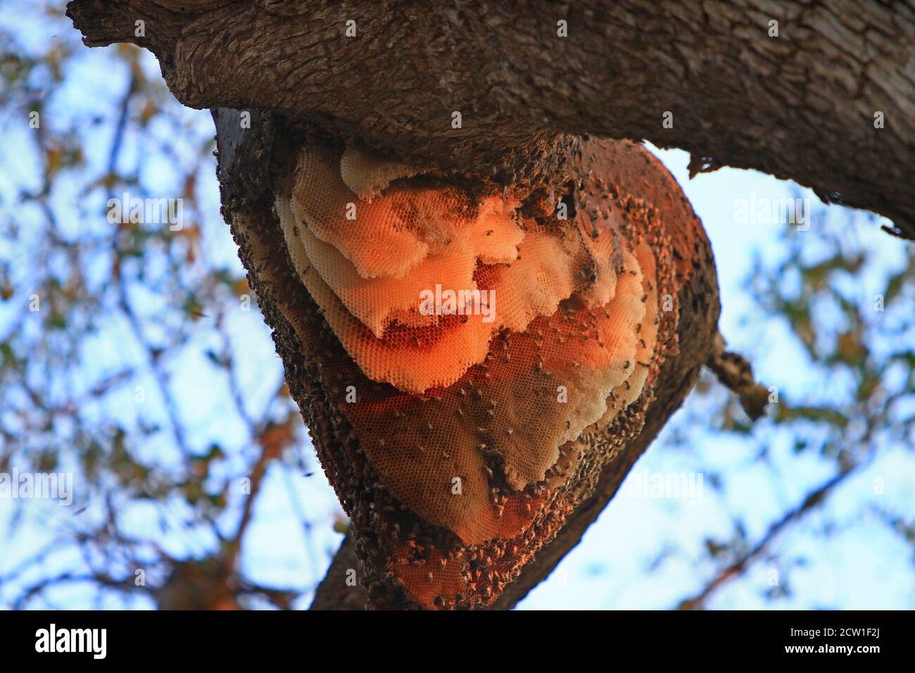 Grande Bee Hive su un grande ramo di alberi in Zambia, Africa del Sud. Foto Stock
