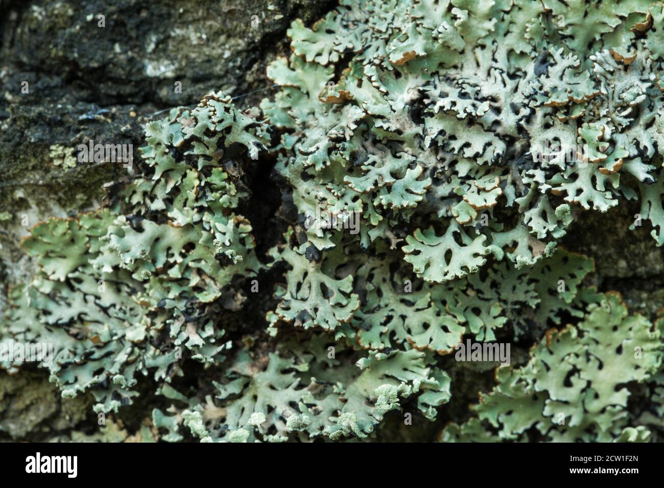 Lichene Hypogymnia fisode su tree closeup selective focus Foto Stock