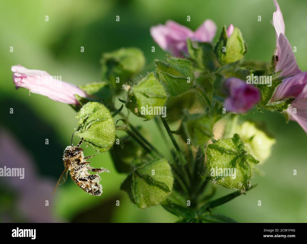 Ape di miele che tiene su una gemma rosa di fiori di Malva con uno sfondo verde naturale. L'ape è coperta da piccole particelle di polline Foto Stock