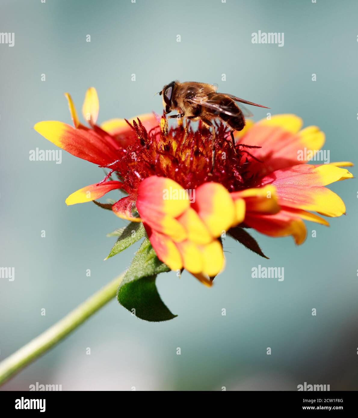 Ape di miele che raccoglie polline da un vivace arancione e giallo tinta Gallardia Fiore con sfondo naturale sfocato Foto Stock