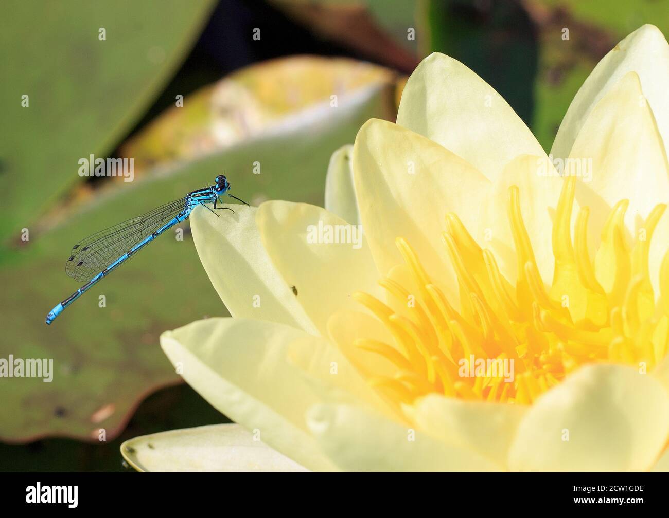 Comune Blue Maschile Damsel Fly (Enallagma cyathigerum) Riposarsi su un Waterlily crema vibrante Foto Stock