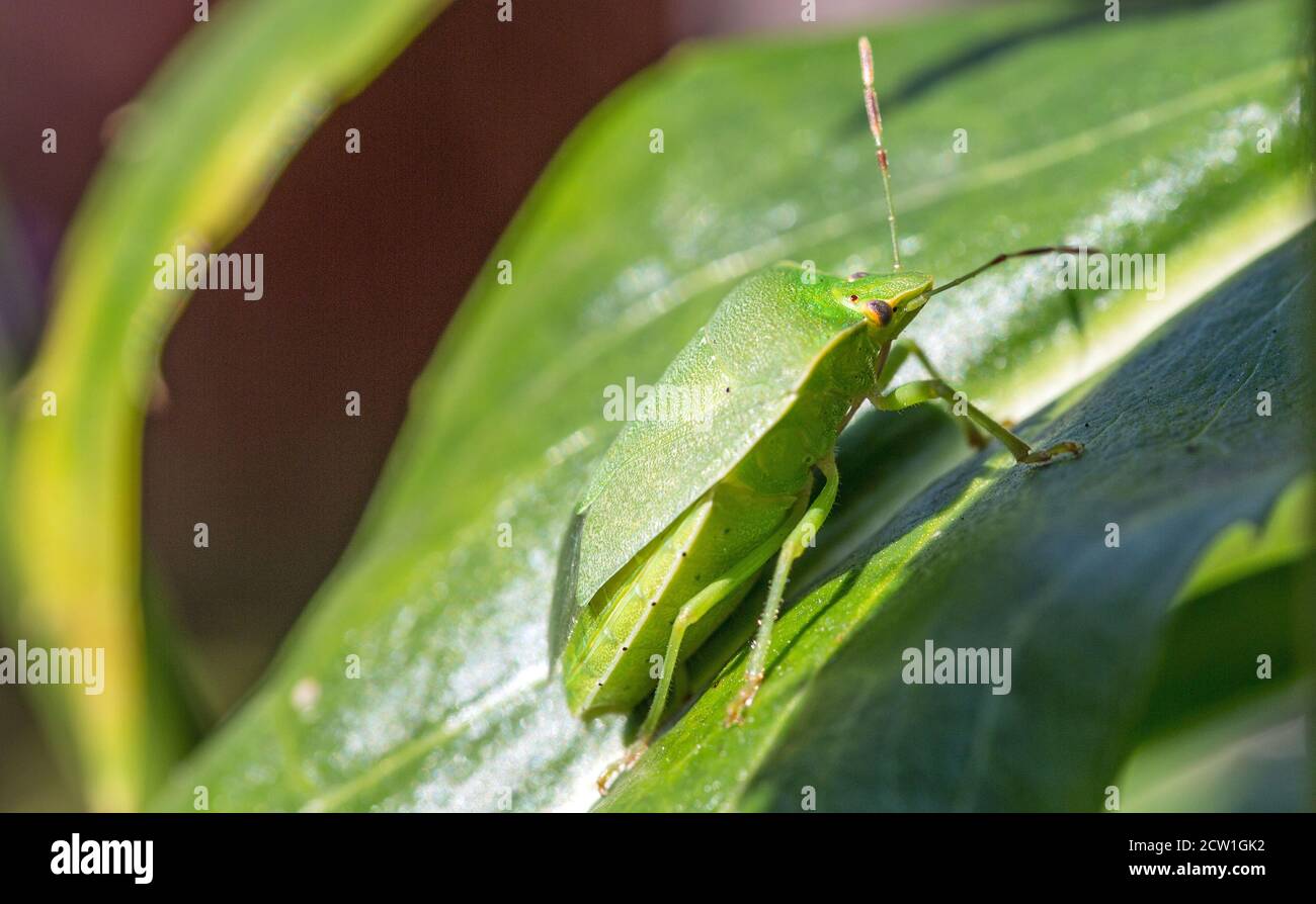 Southern Green Shield Adult Bug Family - Pentatomidae - riposo Su una foglia di Fisostegia con sfondo verde naturale Foto Stock