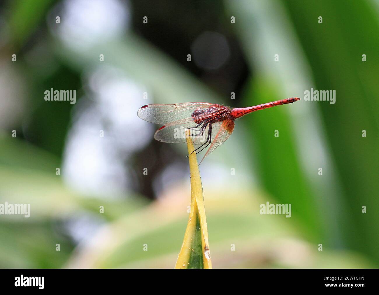 Red Damsel Fly riposante sulla punta di una pianta stelo Foto Stock