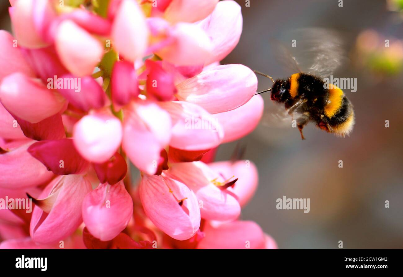 Bumble Bee in volo a mezz'aria che vola verso una vibrante Pin Lupin fiore in piena fioritura Foto Stock