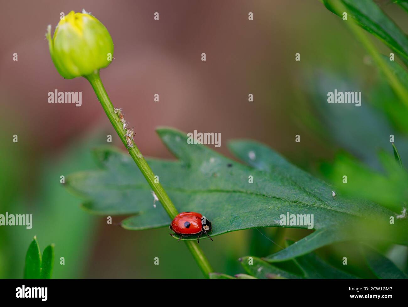 Un Ladybird a due punti adagiato su una vivace foglia verde, con un fiore a gambo singolo in un germoglio stretto su uno sfondo naturale Foto Stock