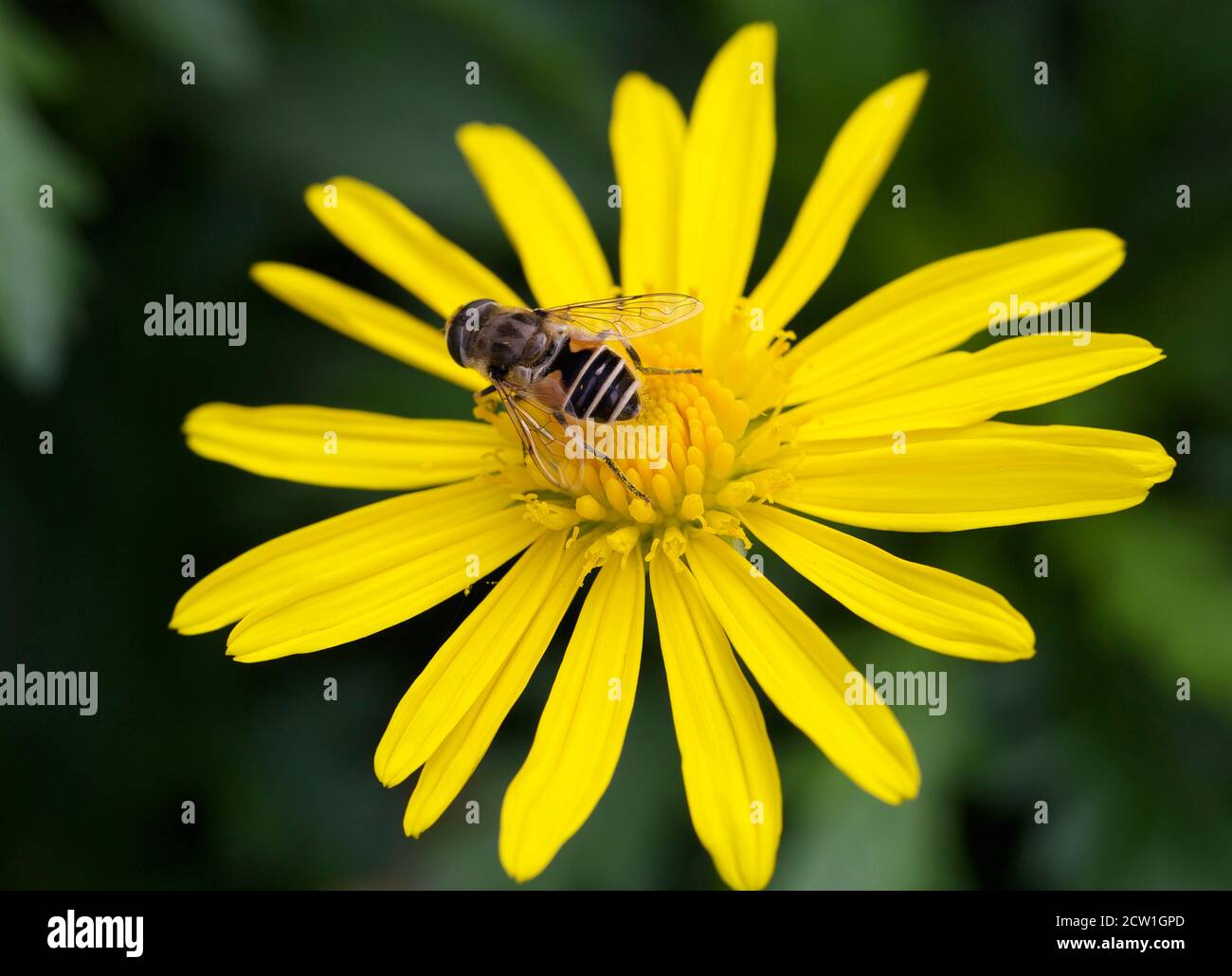 Hoverfly a strisce bianche e nere poggiato su una margherita gialla tipo fiore che è in piena fioritura Foto Stock