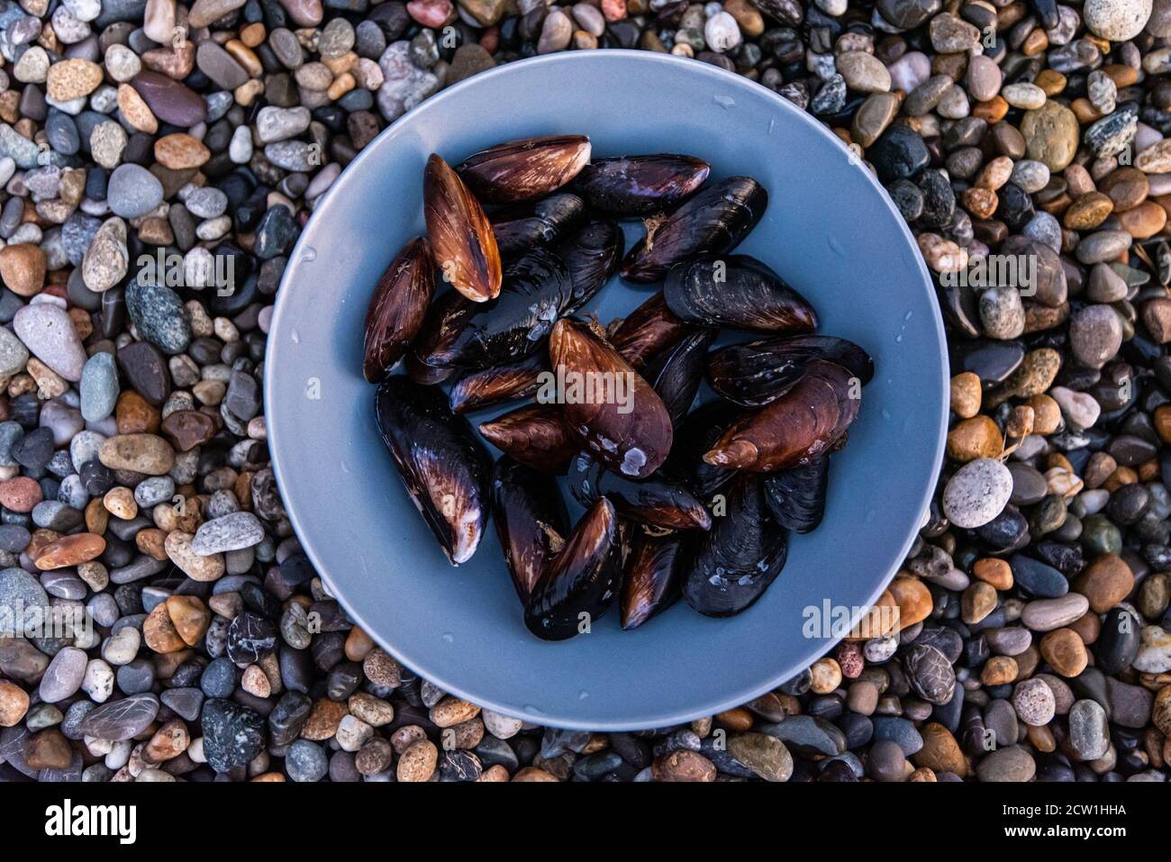 una cattura fresca di cozze sulla riva bagnata di il mare in un piatto grigio Foto Stock
