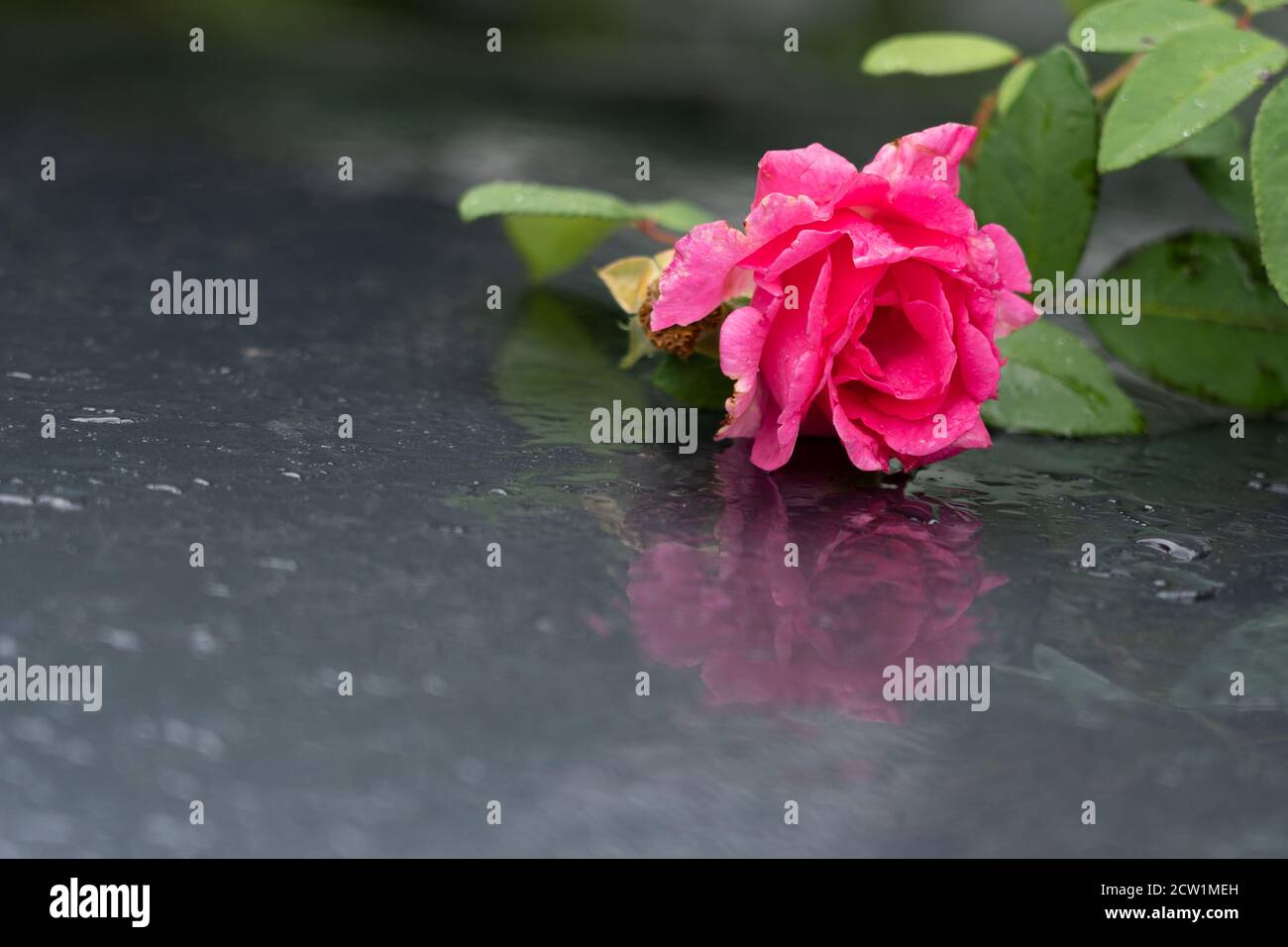 Rosa rosa su auto bagnata. Riflessi e gocce d'acqua sul tetto dell'auto grigia il giorno piovoso di settembre. Foto Stock