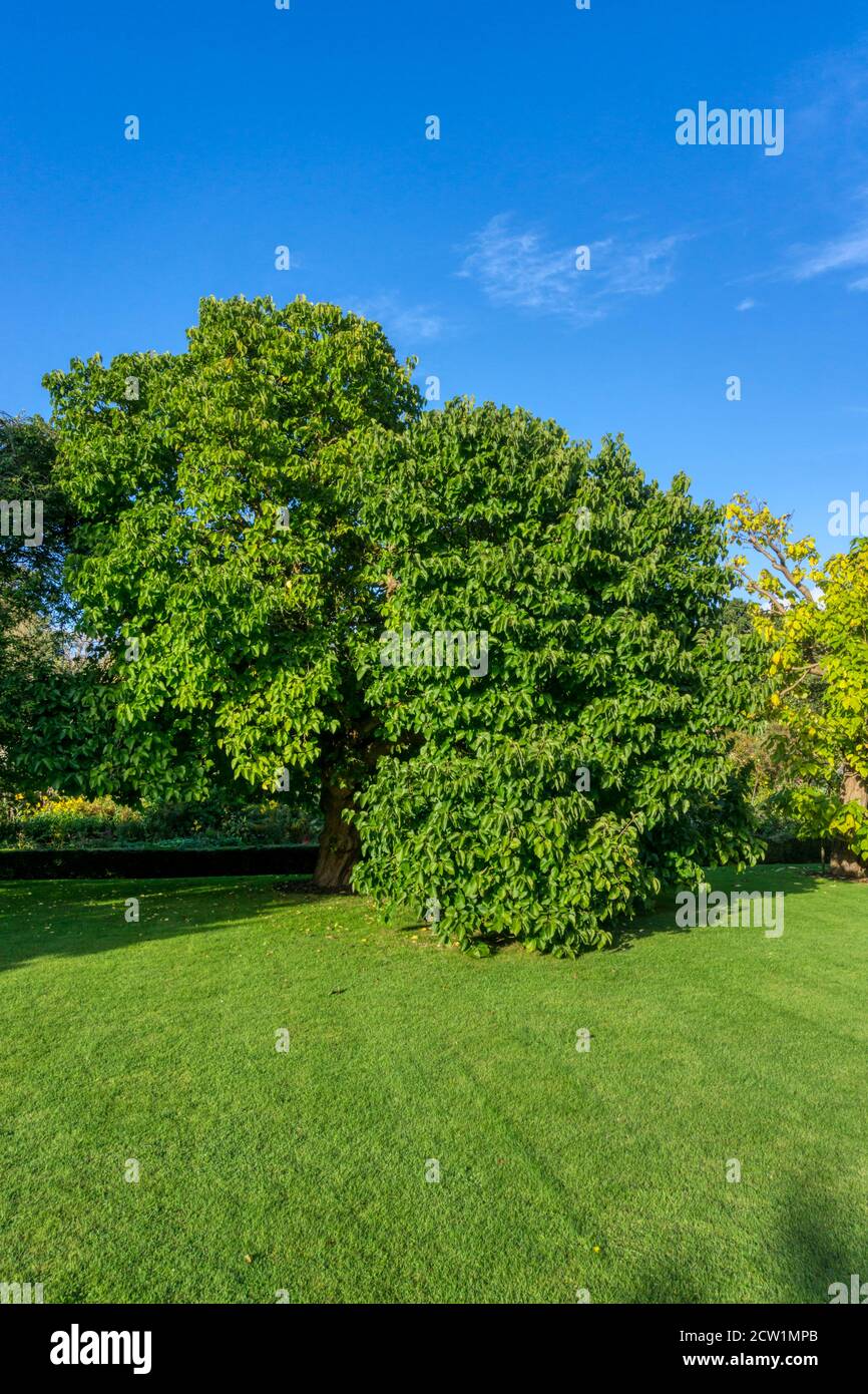 Il gelso nero di Re Giacomo i, Morus nigra, proveniva da talee di un singolo albero del XVII secolo in quello che divenne il Chelsea Physical Garden. Foto Stock