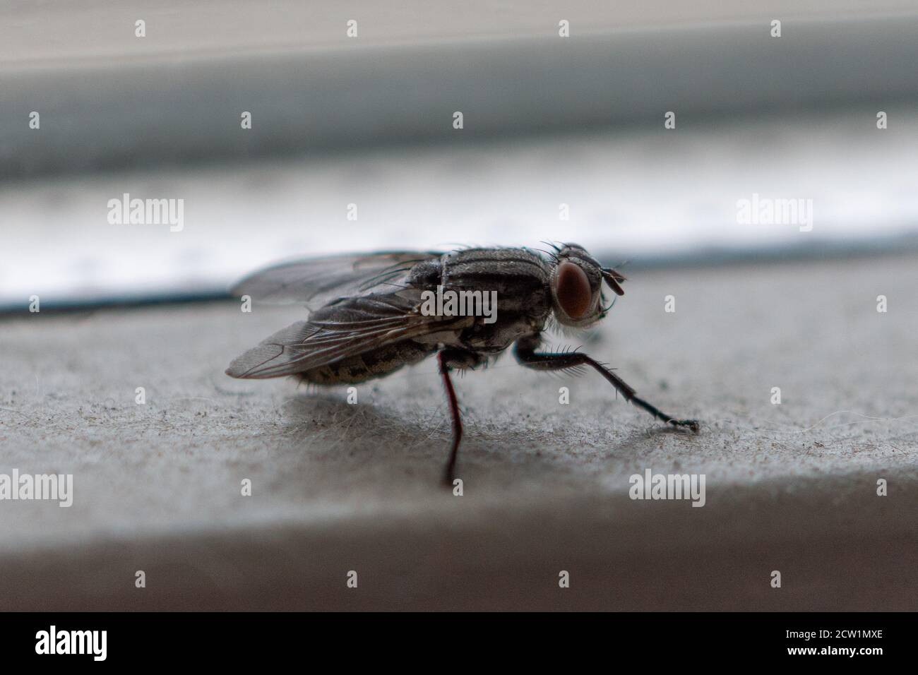 Primo piano ritratto di mosca, comune insetto di colore scuro Foto Stock