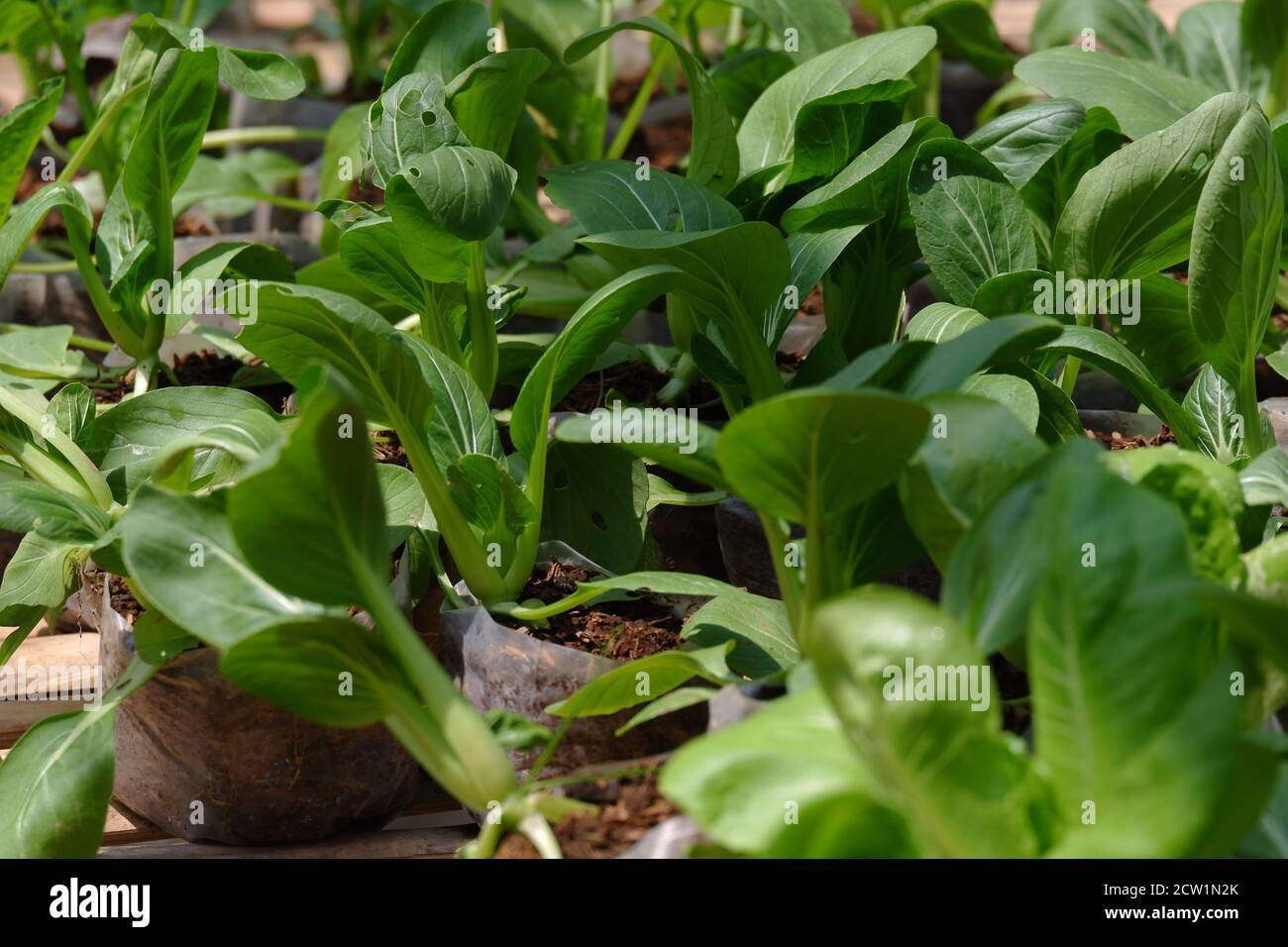 primo piano immagine di fresco verde pak choy / bok choy piantato nel giardino usando polybags e pronto a. sia raccolto come ingredienti di alimento Foto Stock