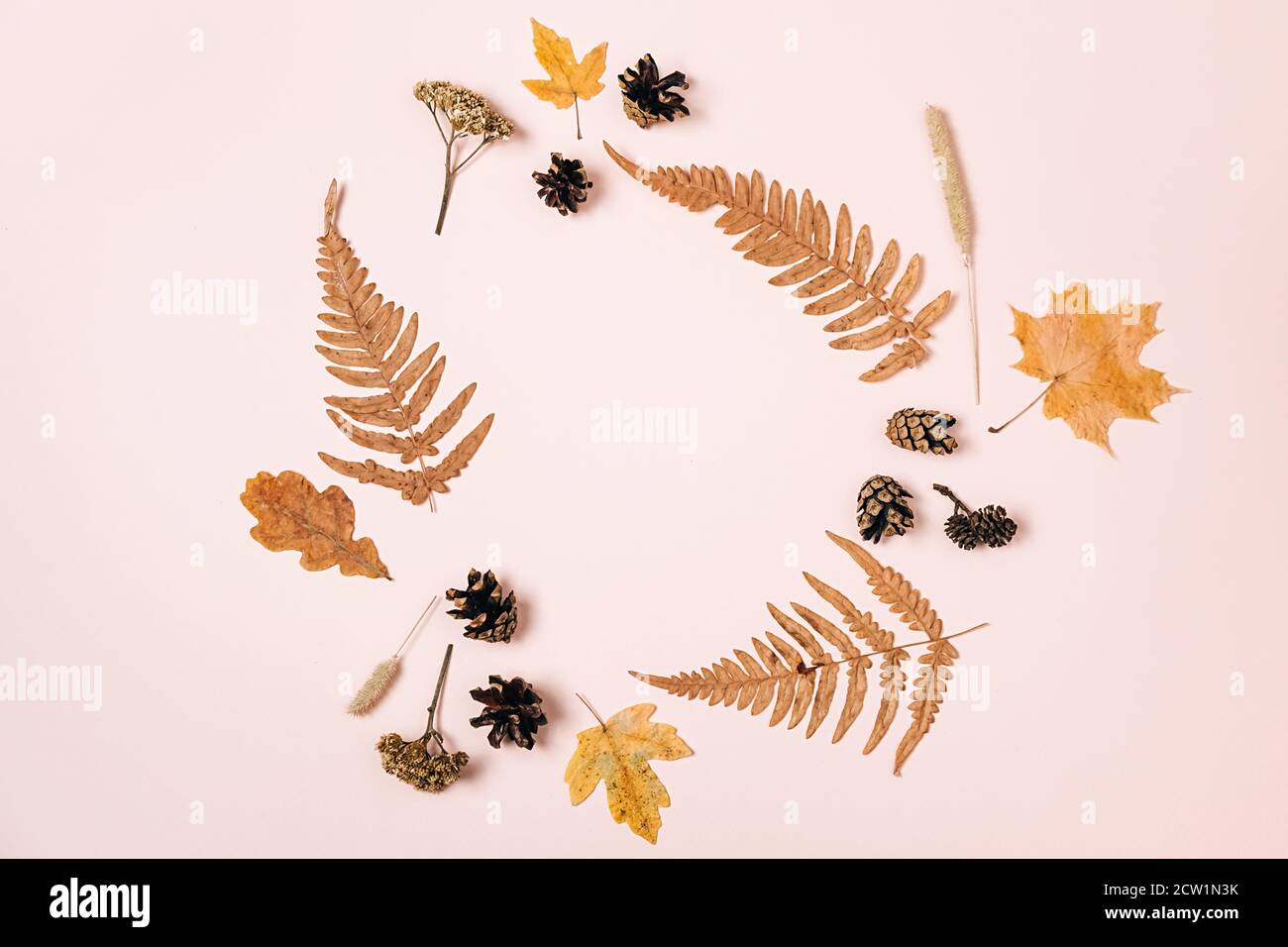 Autunno, giorno di ringraziamento e concetto invernale. Foglie d'acero essiccate, coni di felce e pino su sfondo di studio rosa pastello con spazio di copia per l'advertisen Foto Stock