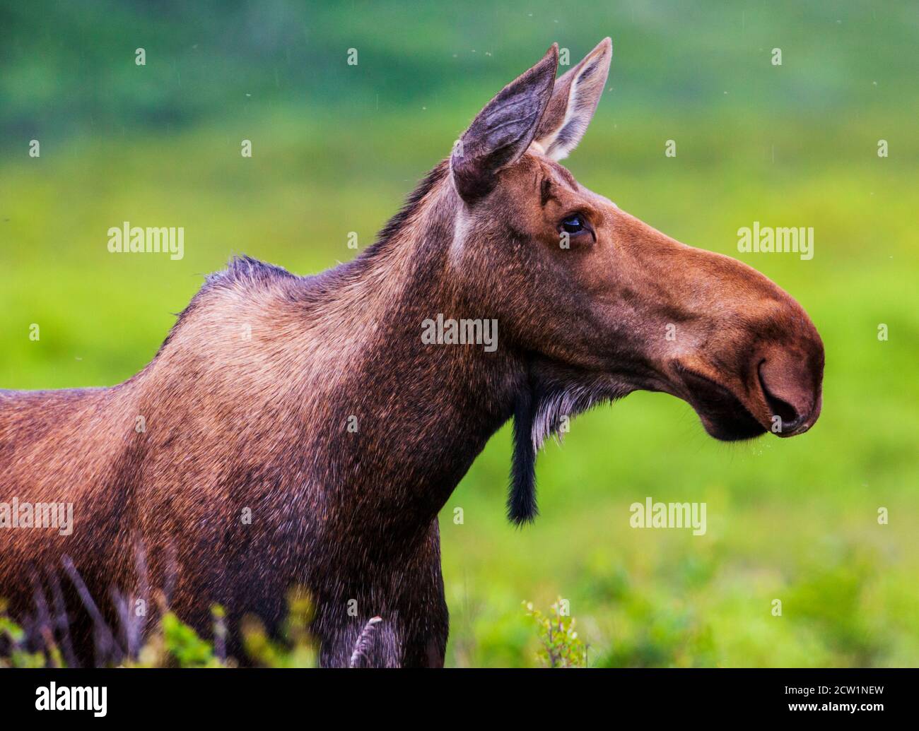 Wild Moose (Alces alces) vicino a Moose Creek, Parco Nazionale di Denali, Alaska, STATI UNITI D'AMERICA Foto Stock