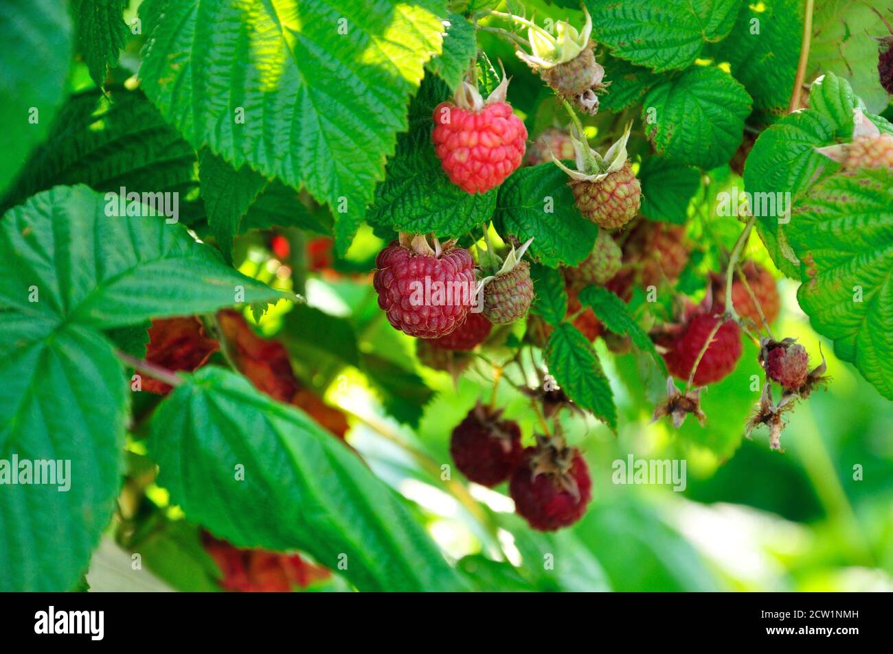 Un sacco di lamponi rosso su una boccola Foto Stock