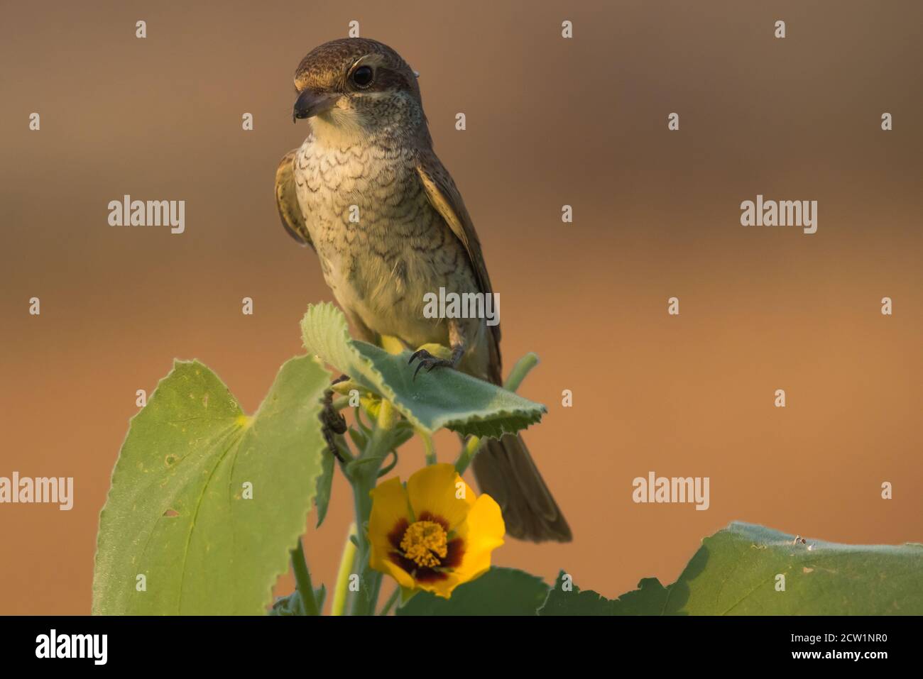 Foto ravvicinate dello shrike arabo provenienti dall'Arabia Saudita (gamberetto rosso) Foto Stock