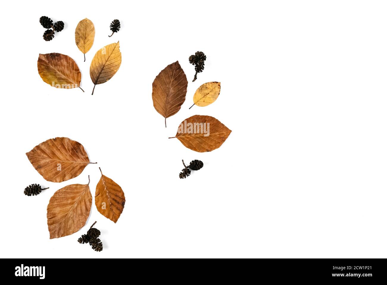 Composizione autunnale. Modello fatto di foglie essiccate e cono di pino su sfondo bianco per la pubblicità. Autunno, caduta, giorno di ringraziamento concetto. Disposizione piatta Foto Stock